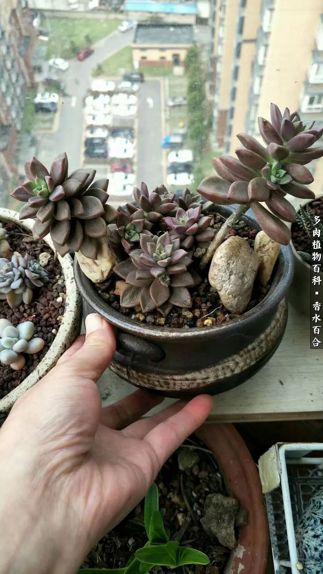 生活百科：如何种植多肉植物